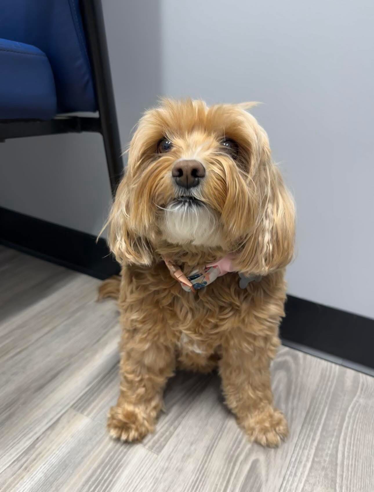 Our commercial LVP floors are dog tested and vet approved. Need a tough floor for a high traffic commercial space? Reach out for a free estimate today!!