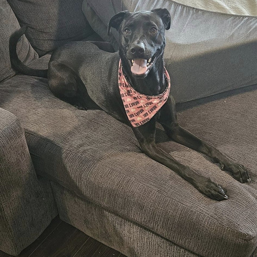 Happy dogs and beautiful Laminate floors for the win!