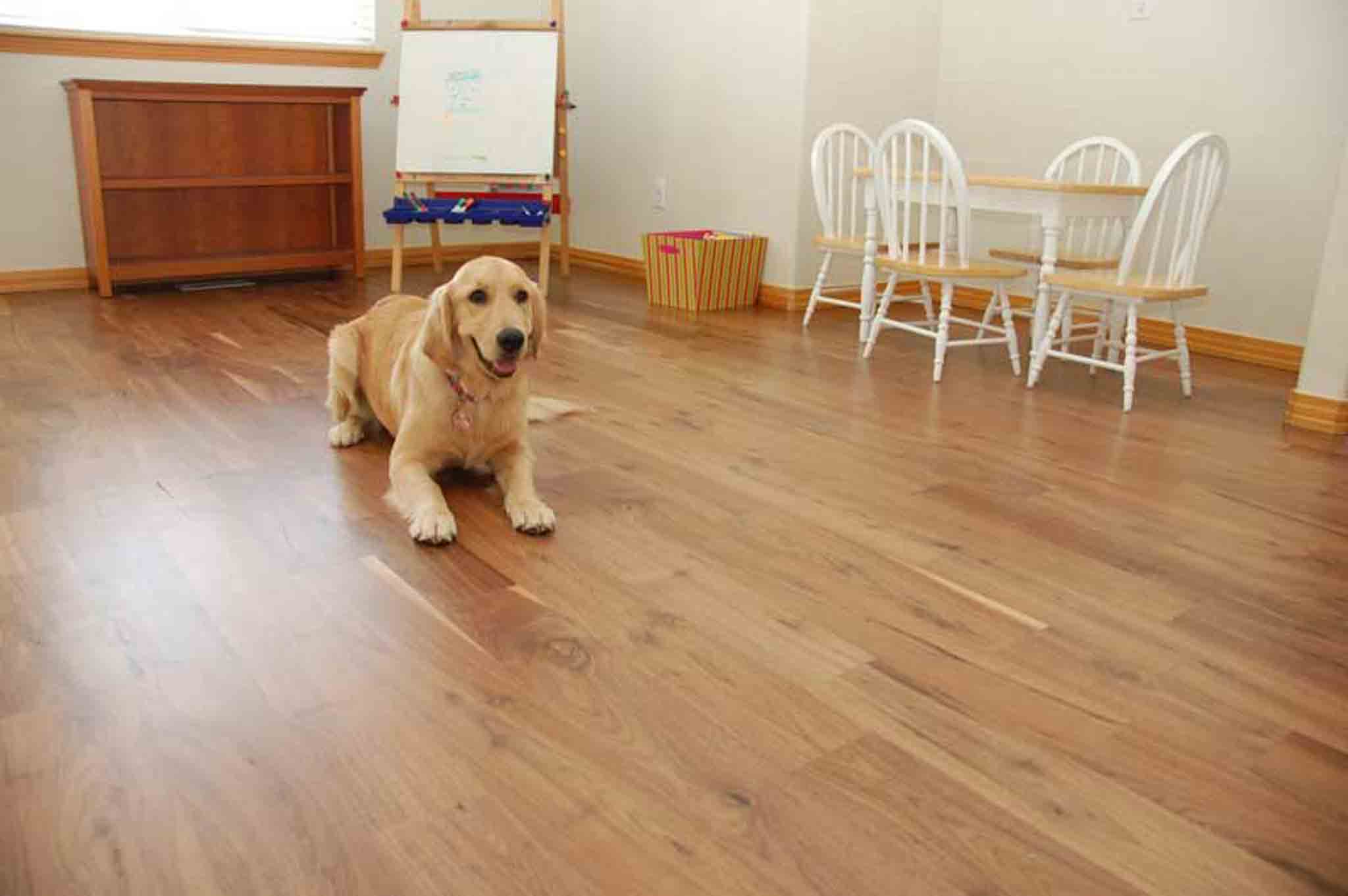 A dog sitting on light wood flooring, installed by Footprints Floors South Sacramento.