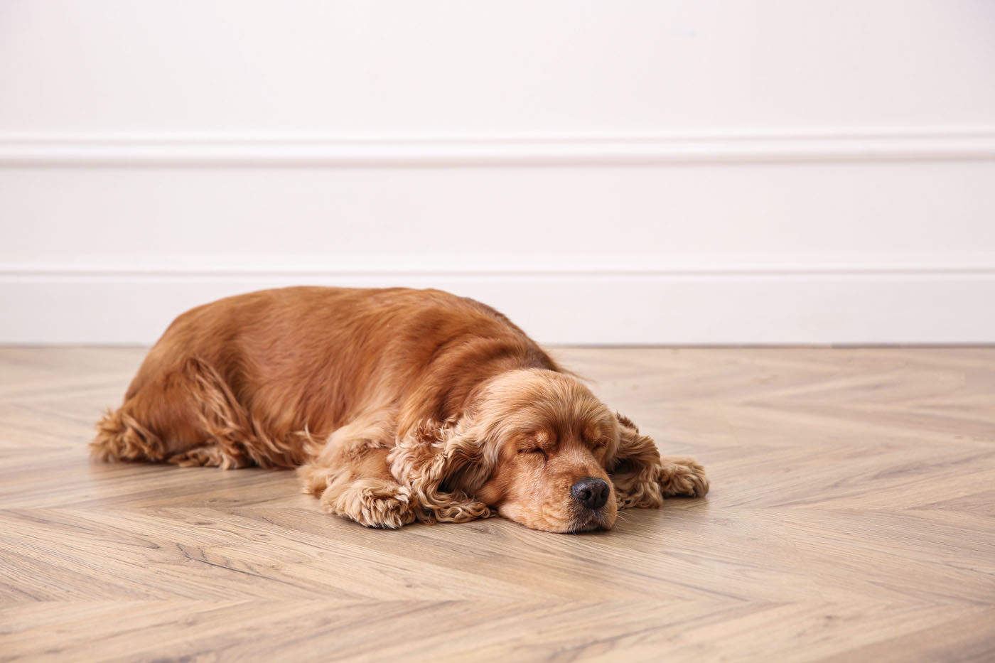 An image of a dog laying on hardwood floors.